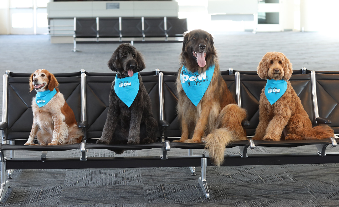 perros en el aeropuerto de ontario
